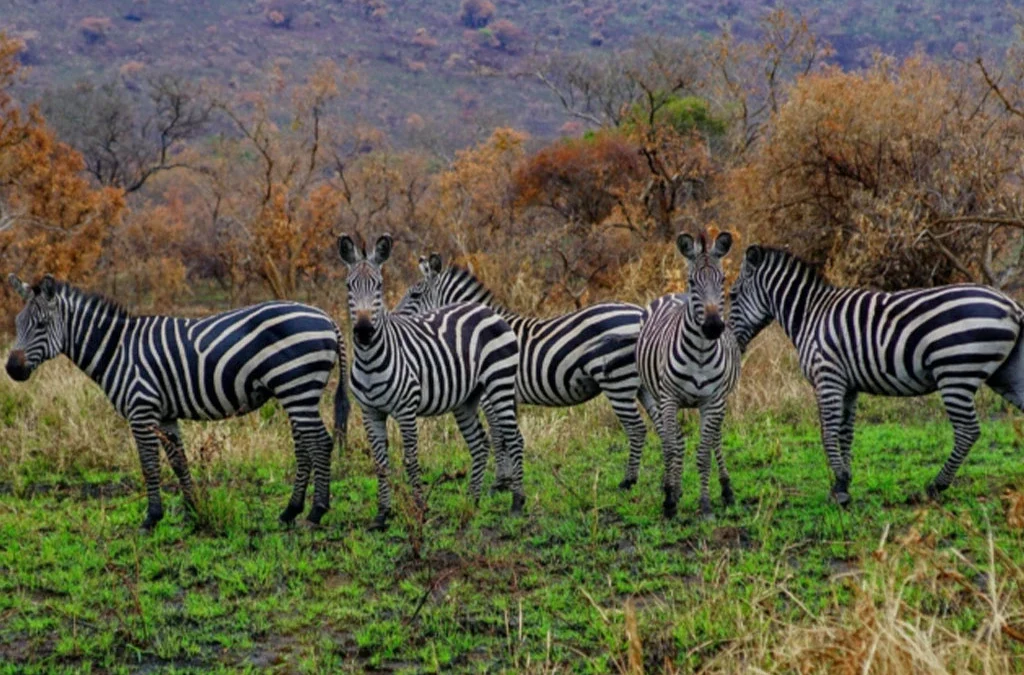 4 Days Akagera National Park Safari – Rwanda Wildlife Adventure