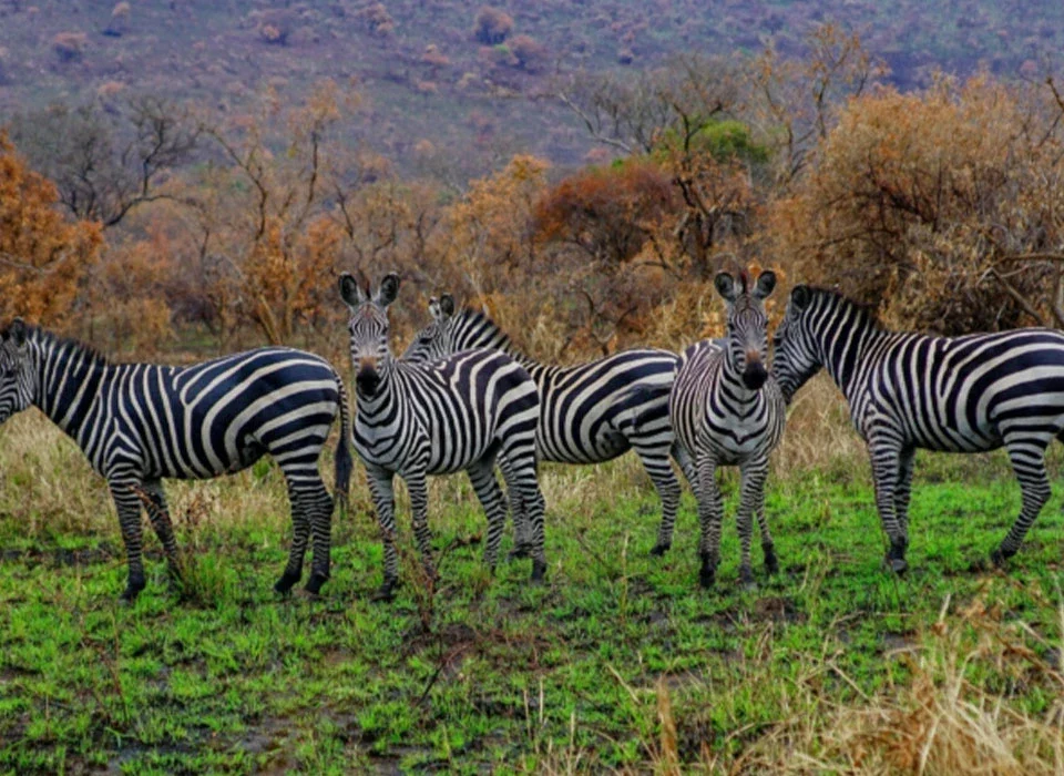 4 Days Akagera National Park Safari – Rwanda Wildlife Adventure