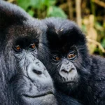 5 Days Rwanda Gorilla Trekking Tour