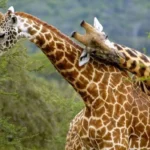 Akagera Travel Tips for First-Time Safari Travelers