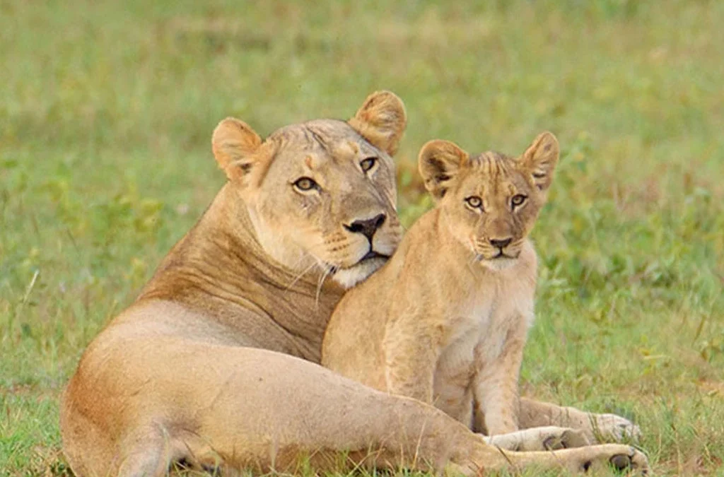 Discover the African Big Five: Your Ultimate Safari Adventure with Experiya Tour Company