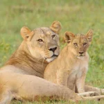 Discover the African Big Five: Your Ultimate Safari Adventure with Experiya Tour Company
