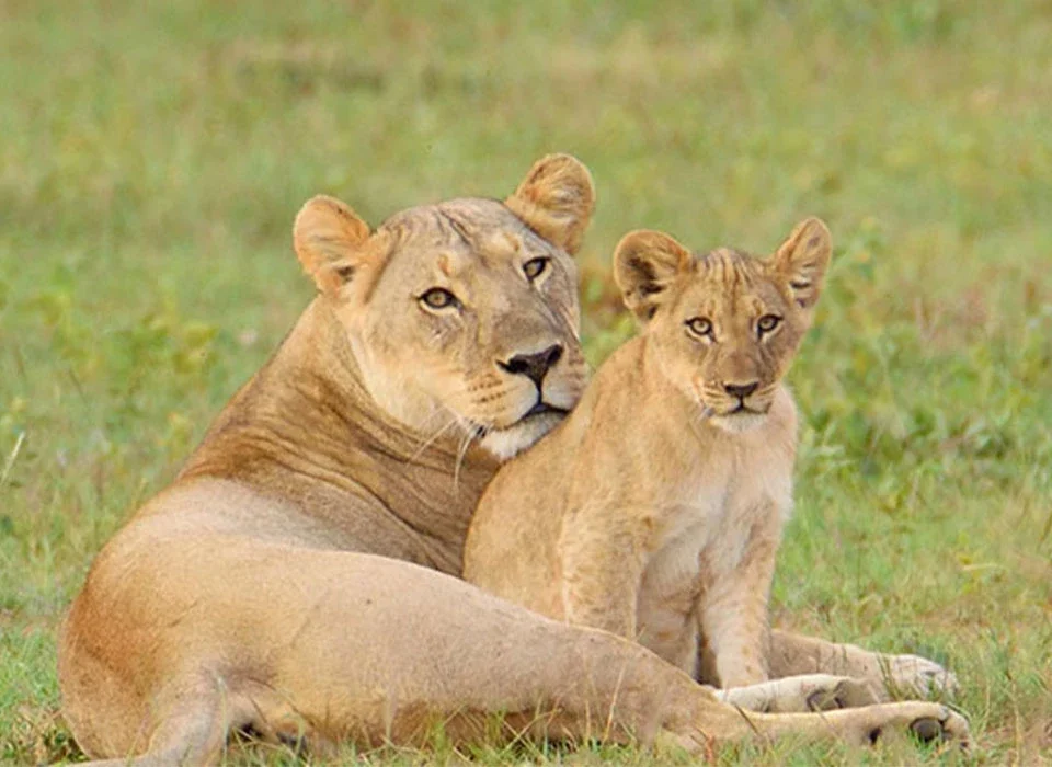 Discover the African Big Five: Your Ultimate Safari Adventure with Experiya Tour Company