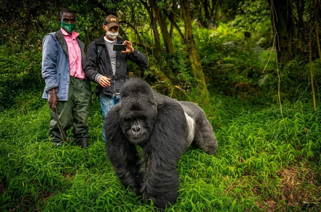 Are Budget Options Available for Gorilla Safaris?