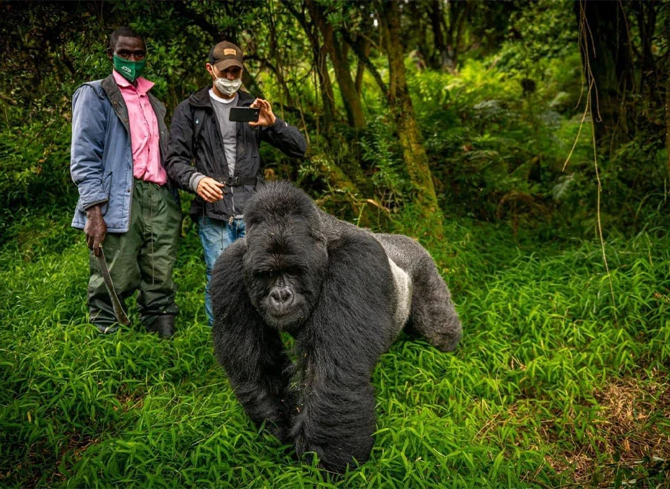 Are Budget Options Available for Gorilla Safaris?