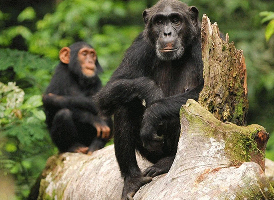 Activities to Do in Budongo Forest