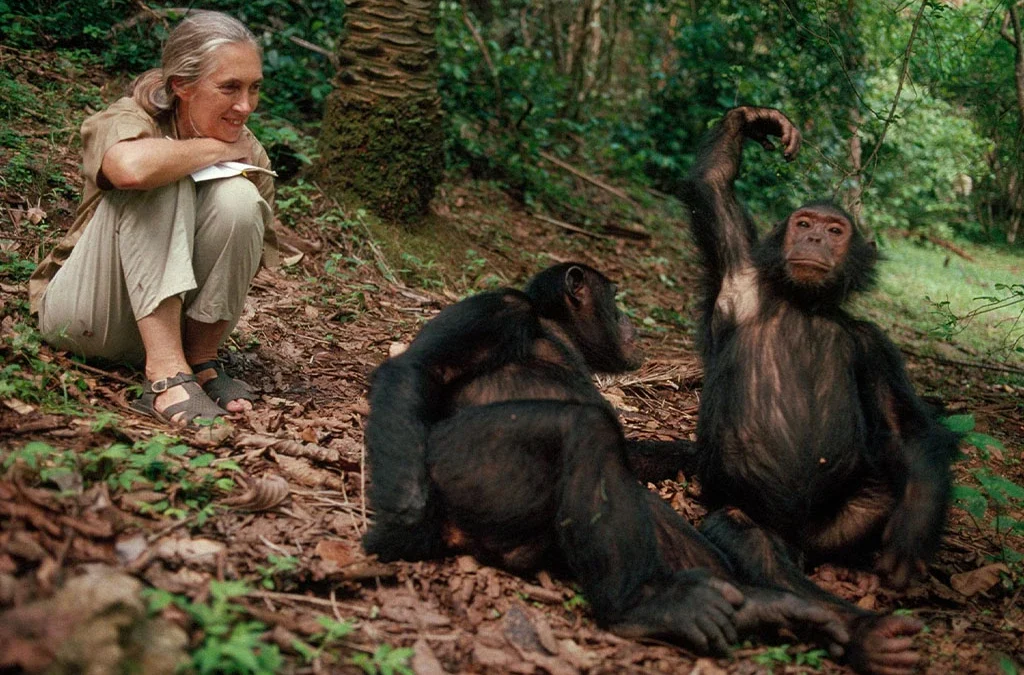 Chimpanzee Trekking in Mahale Mountains National Park