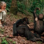 Chimpanzee Trekking in Mahale Mountains National Park
