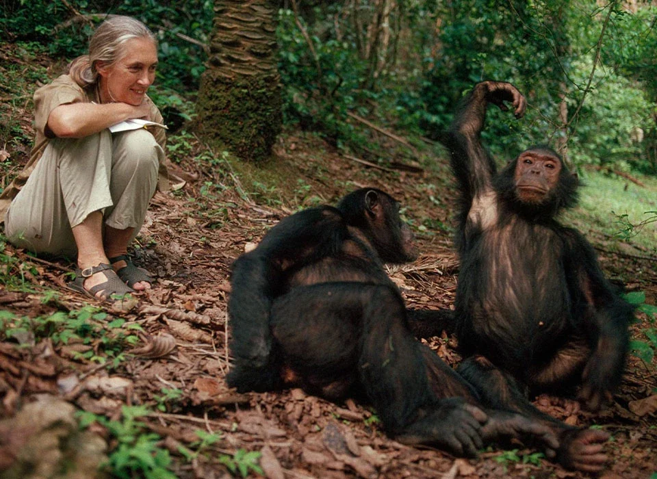 Chimpanzee Trekking in Mahale Mountains National Park