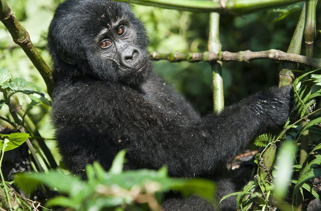 Can I Combine Chimp Tracking with Gorilla Trekking?