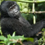 Can I Combine Chimp Tracking with Gorilla Trekking?