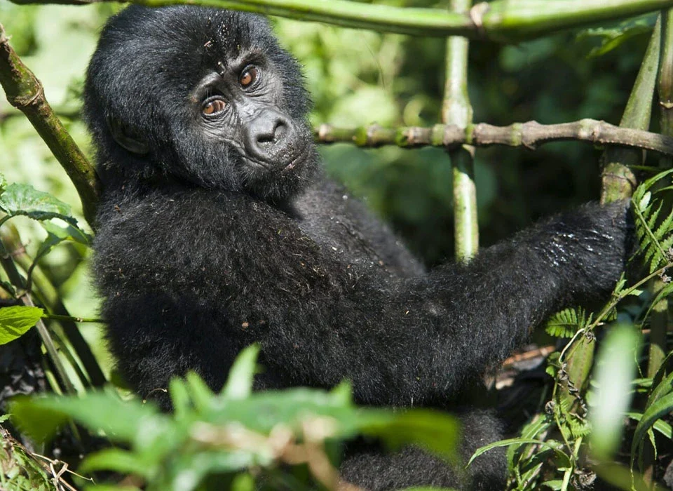 Can I Combine Chimp Tracking with Gorilla Trekking?