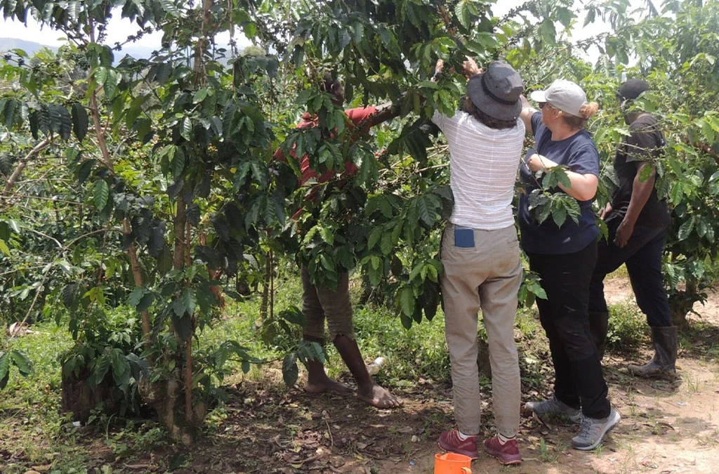 Coffee Experience Tour on Lake Kivu