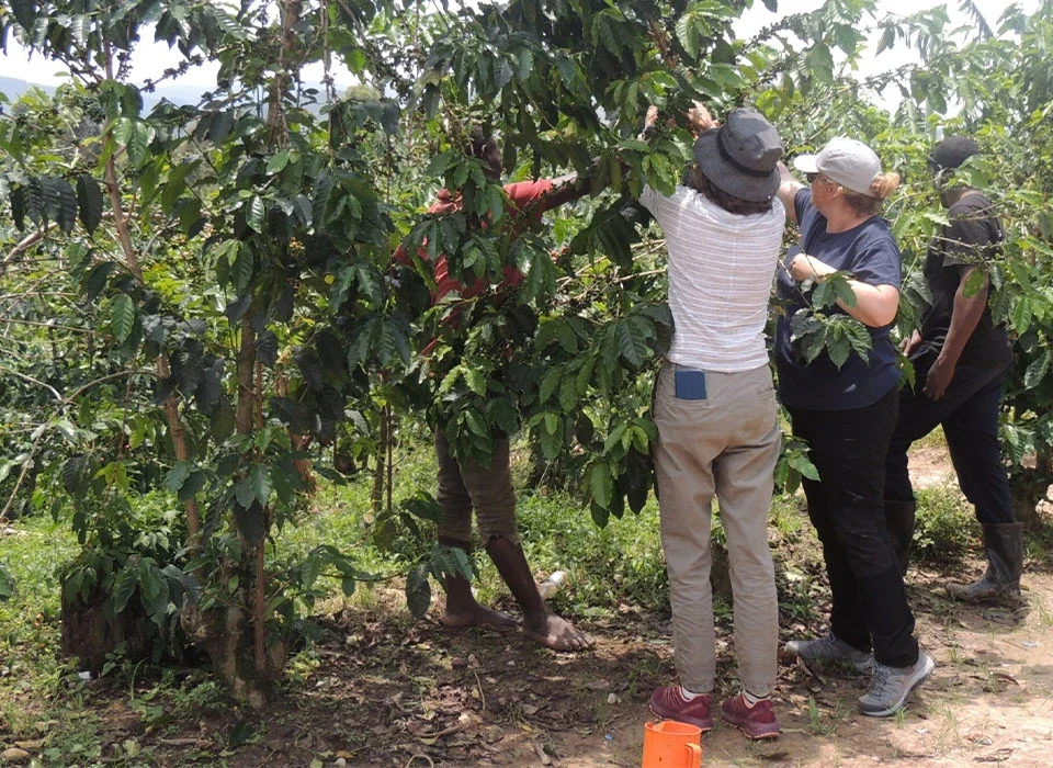 Coffee Experience Tour on Lake Kivu