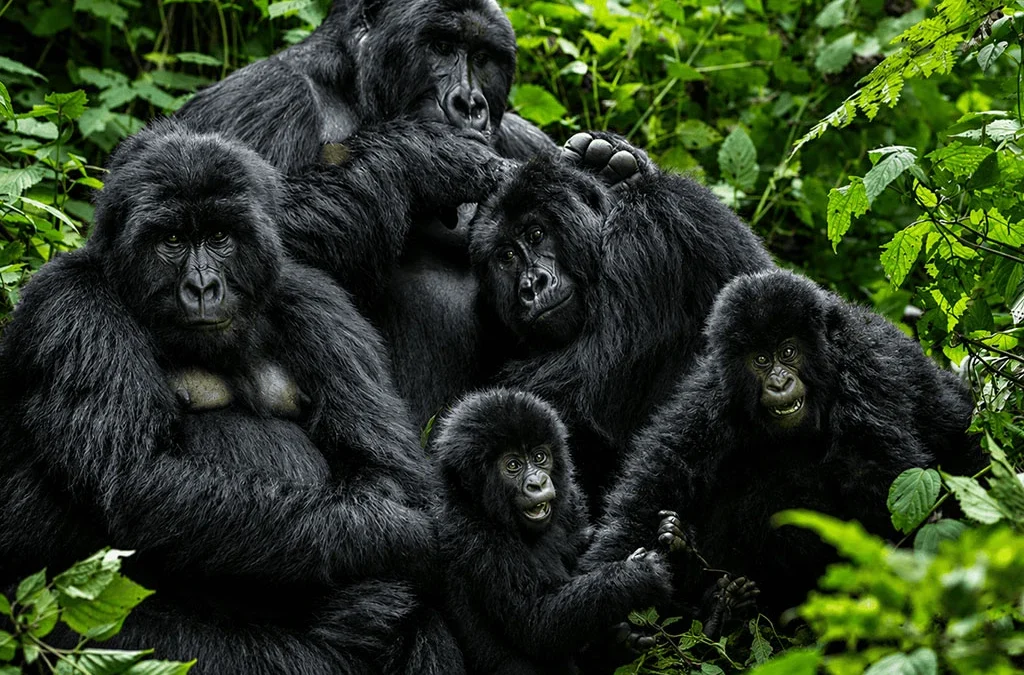What Conservation Benefits Come from Habituation?