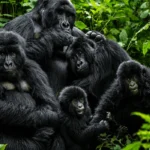 What Conservation Benefits Come from Habituation?