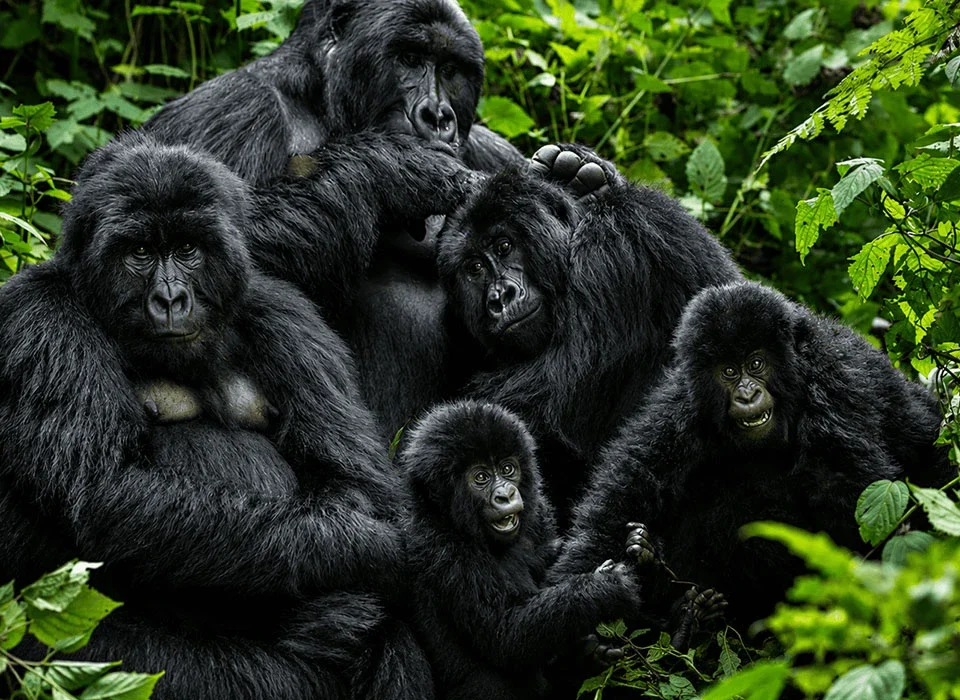What Conservation Benefits Come from Habituation?