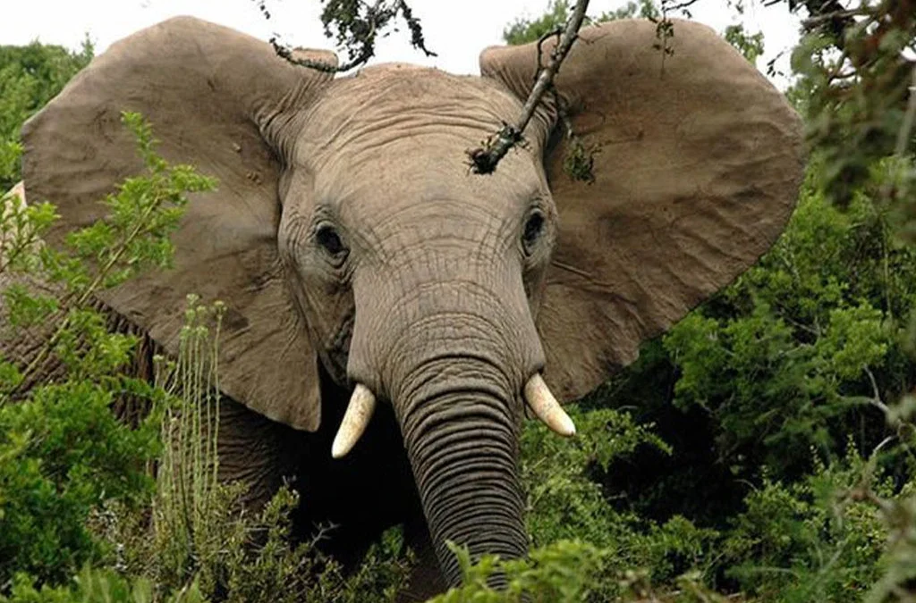 Top Activities and Attractions in Rwanda