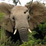 Top Activities and Attractions in Rwanda