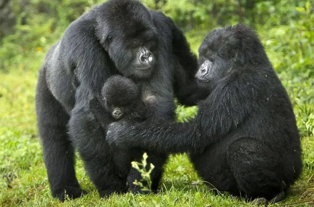 Frequently Asked Questions About Gorilla Safaris in Uganda
