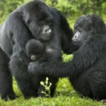 Frequently Asked Questions About Gorilla Safaris in Uganda