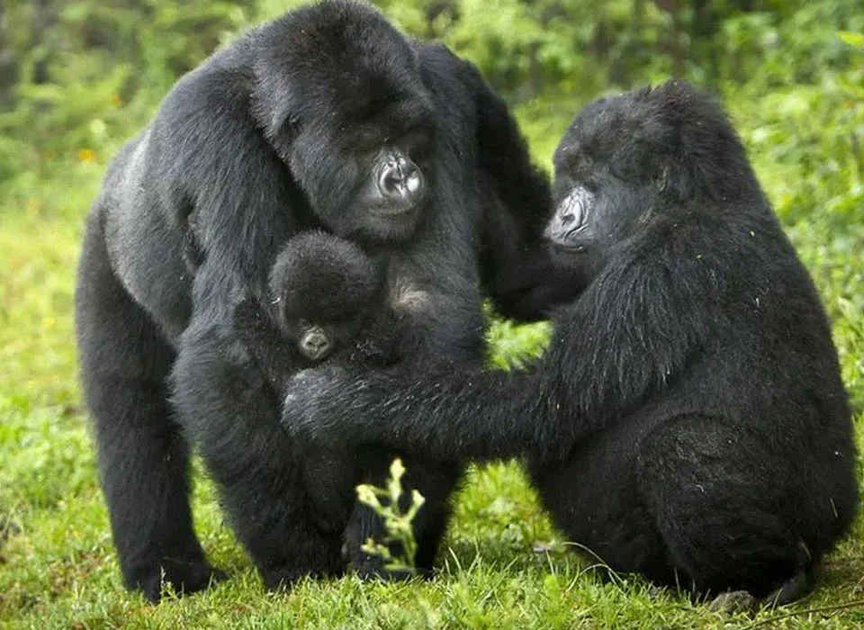 Frequently Asked Questions About Gorilla Safaris in Uganda