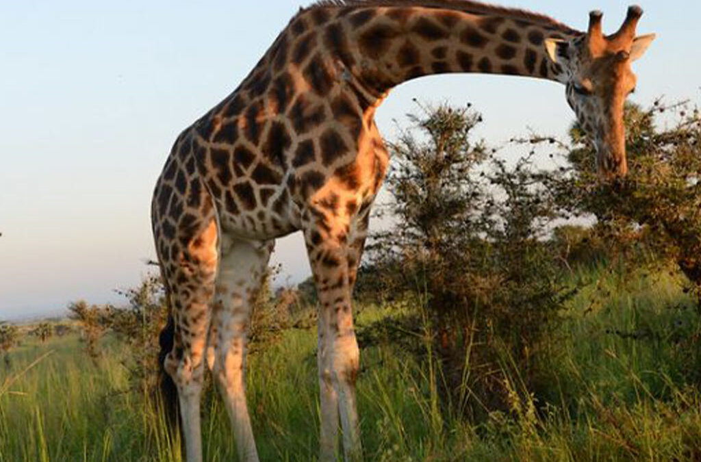 Giraffes in Murchison Falls National Park