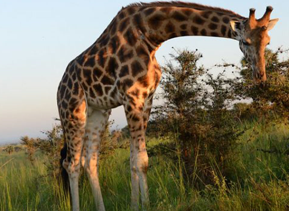 Giraffes in Murchison Falls National Park