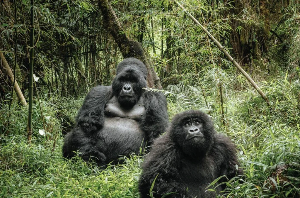 Four-Hour Gorilla Habituation Experience in Uganda
