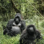 Four-Hour Gorilla Habituation Experience in Uganda