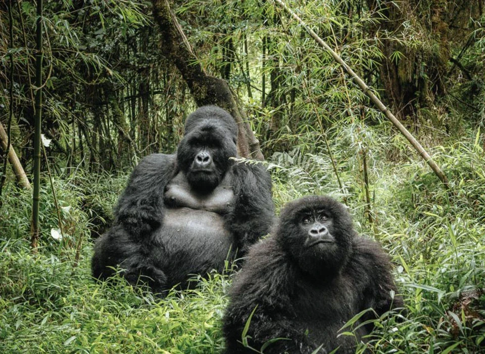 Four-Hour Gorilla Habituation Experience in Uganda