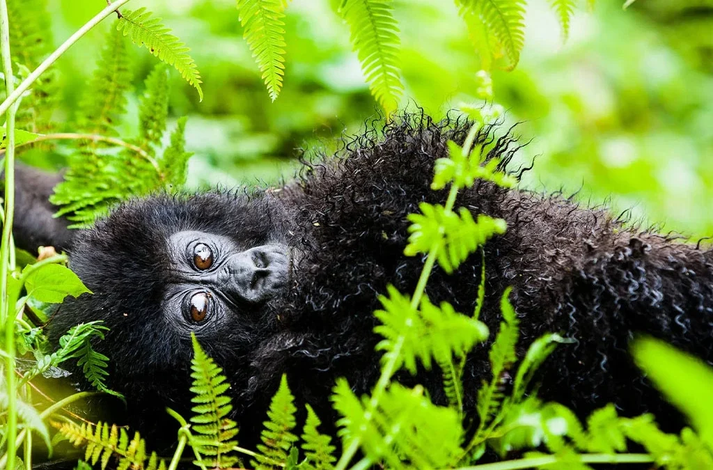 Can I Combine Gorilla Trekking with Other Activities in Uganda?