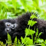 Can I Combine Gorilla Trekking with Other Activities in Uganda?