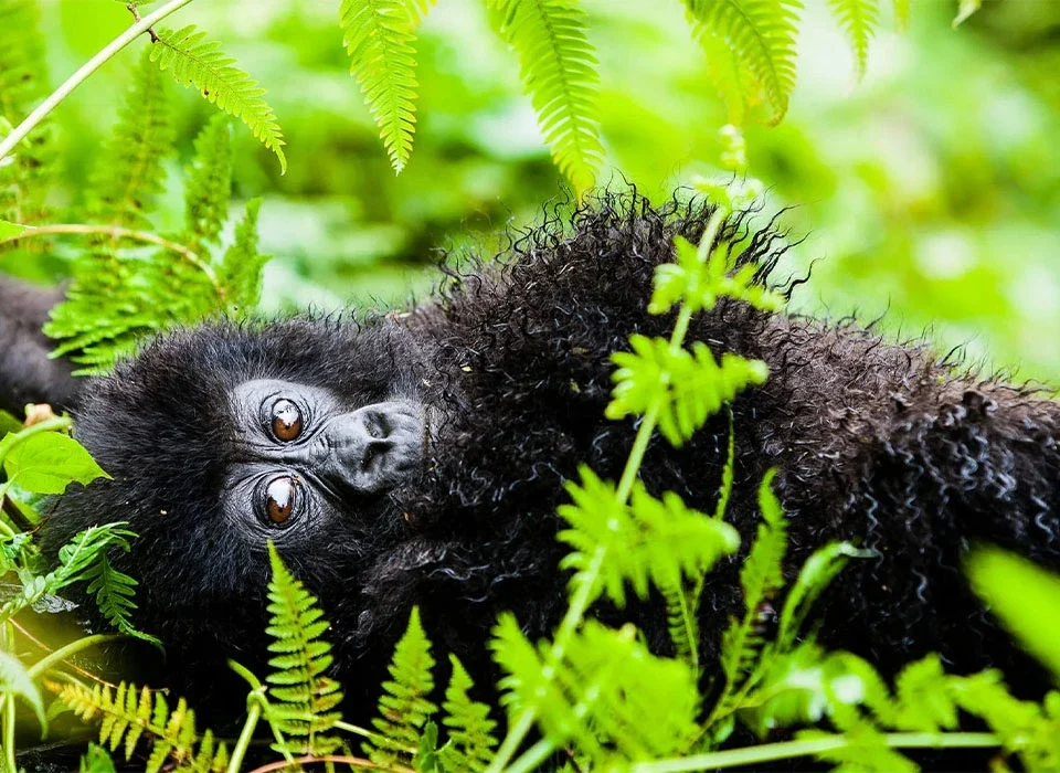 Can I Combine Gorilla Trekking with Other Activities in Uganda?