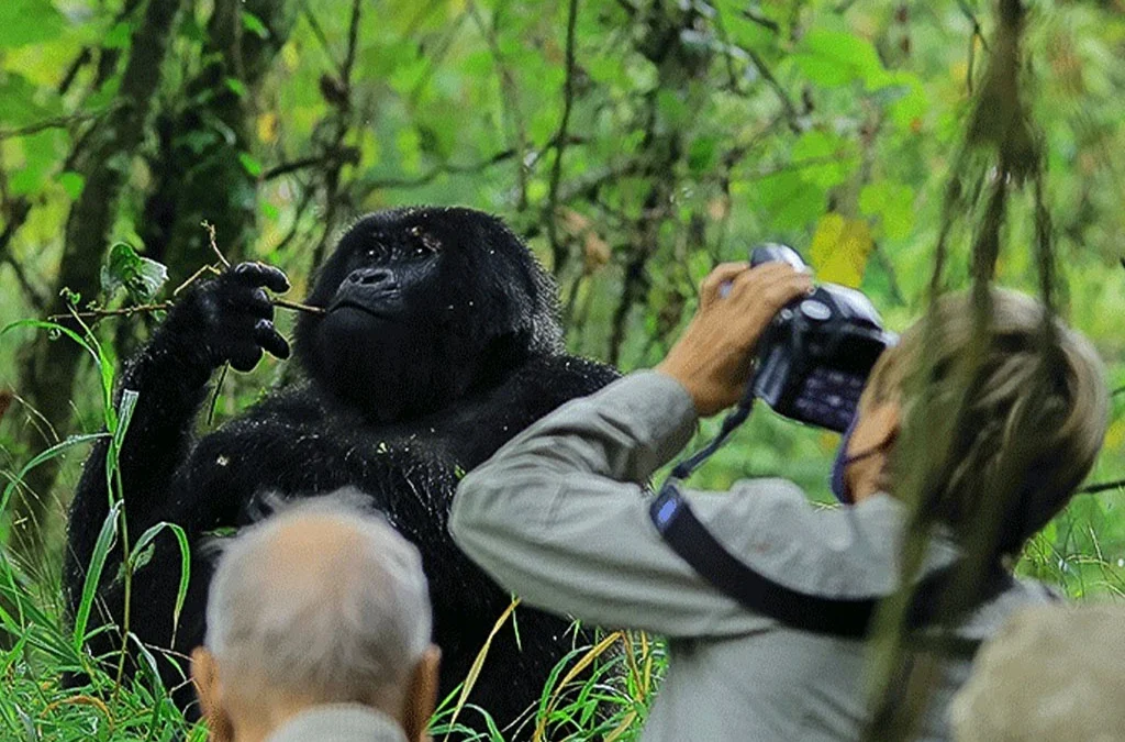 Can I Take Photographs During Gorilla Trekking?