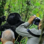 Can I Take Photographs During Gorilla Trekking?