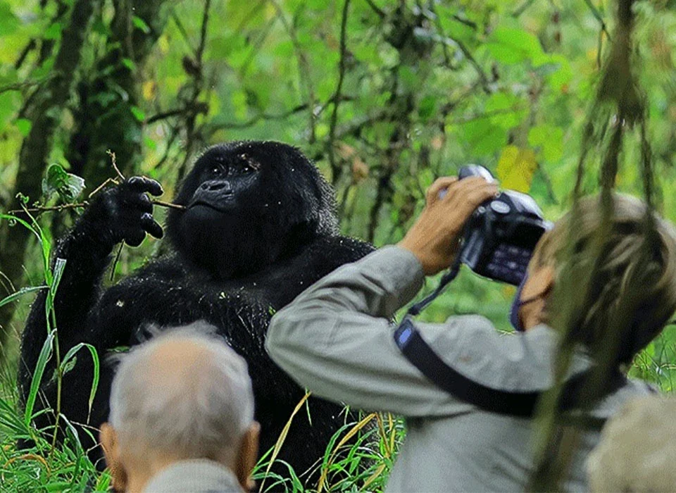 Can I Take Photographs During Gorilla Trekking?