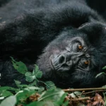 Why Bwindi Is Among the Most Beautiful Places in the World