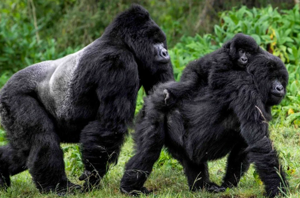 How Intelligent Are Gorillas?