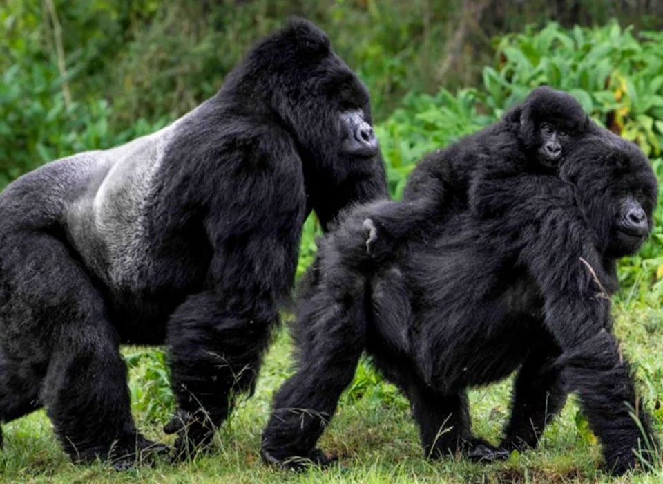 How Intelligent Are Gorillas?