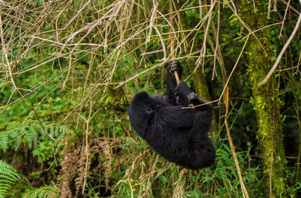 Interesting Facts About Baby Gorillas