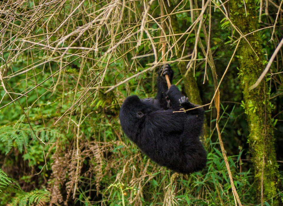  Interesting Facts About Baby Gorillas