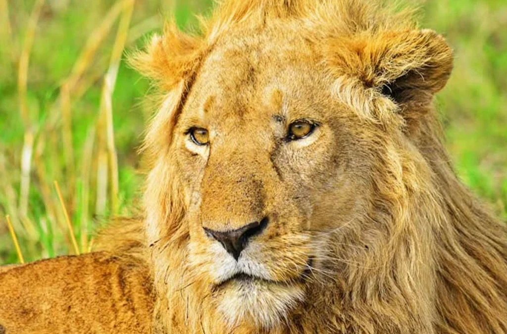 What Is the Best Time to See Lions in Uganda?