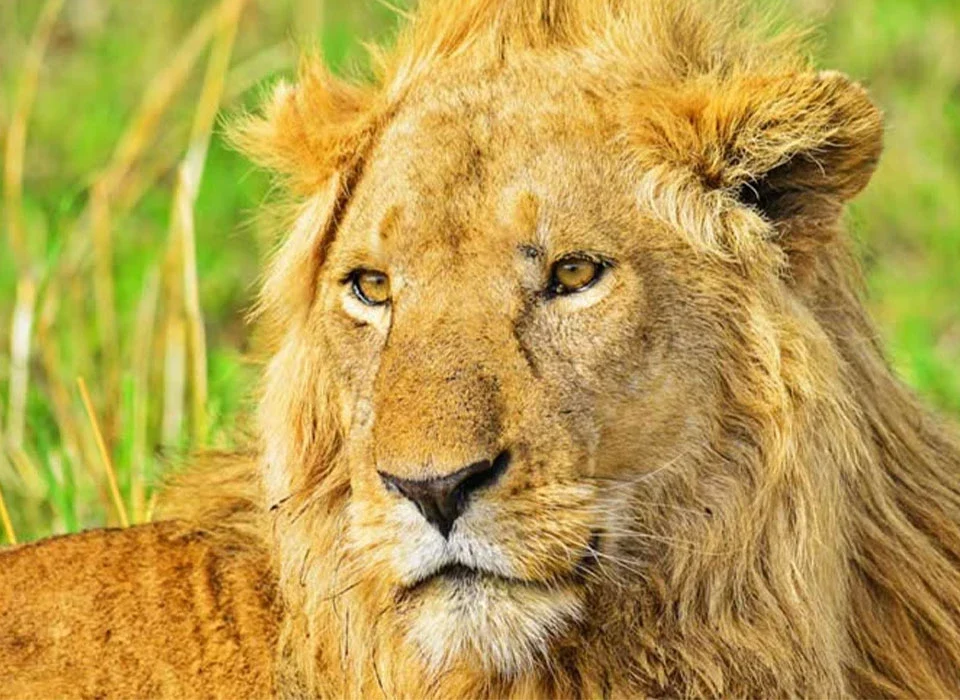 What Is the Best Time to See Lions in Uganda?