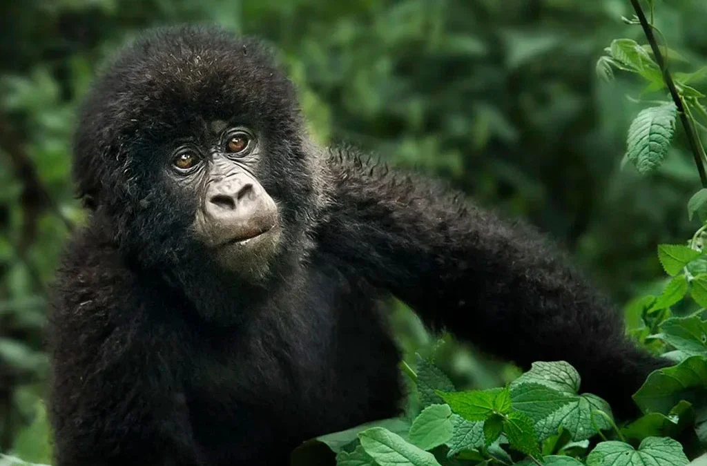 How Do Mountain Gorillas Reproduce?