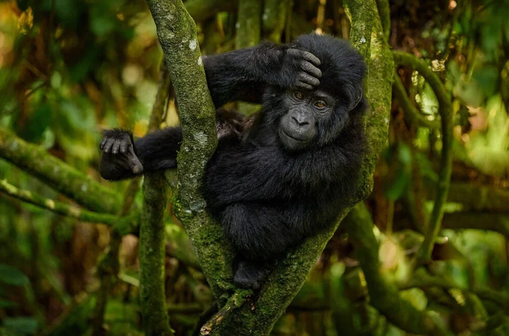 Mubare Gorilla Family: Discover Uganda's First Habituated Mountain Gorilla Family