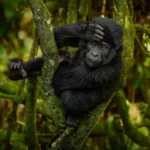 Mubare Gorilla Family: Discover Uganda's First Habituated Mountain Gorilla Family