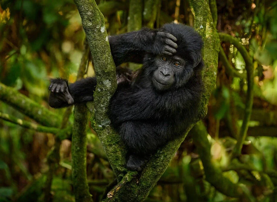 Mubare Gorilla Family: Discover Uganda's First Habituated Mountain Gorilla Family