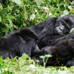 Mucunguzi Gorilla Family in Rushaga Sector