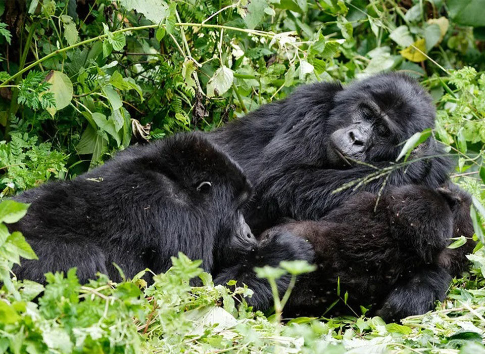 Mucunguzi Gorilla Family in Rushaga Sector